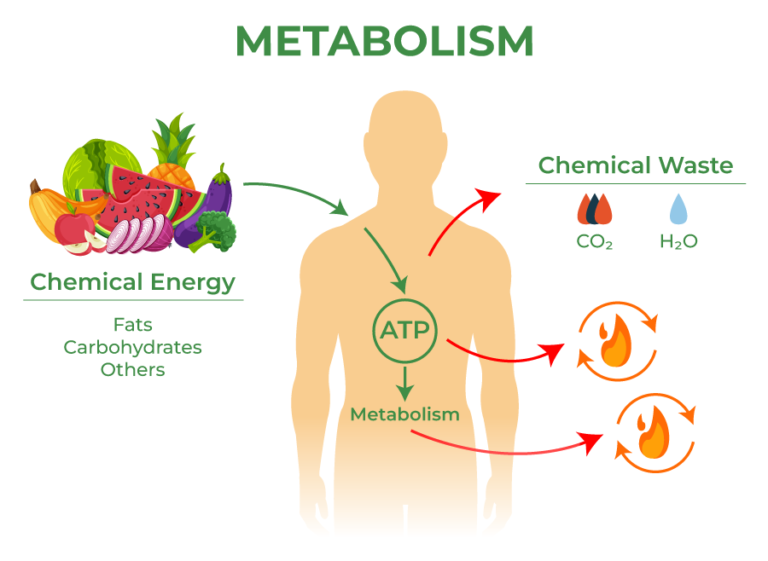 information about metabolism